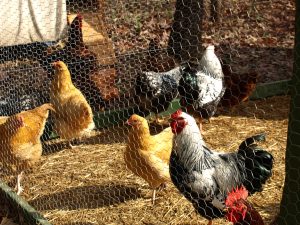 Aren't they beautiful!