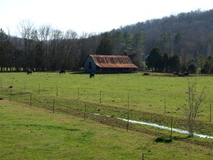 A Cattle Ranch in Decalb County (pronounced "Da-cab")