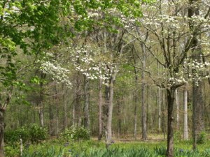 Spring view in our back yard