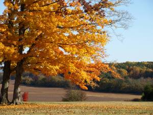 Fall in the country