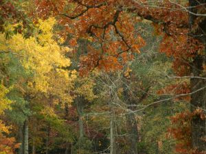 Fall from my living room window