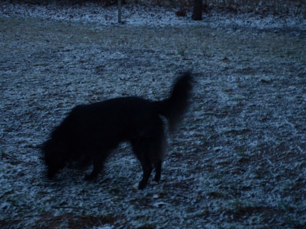 Buddy eating snow... He thought it was all for fun!