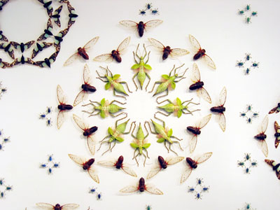 03Thorny-female-detail