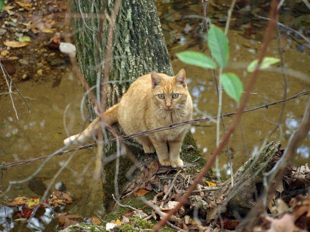 Miss Kitty strikes a pose.