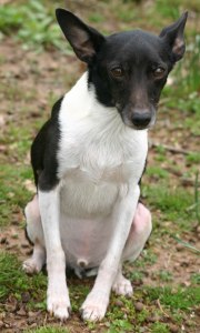 A-handsome-little-dog