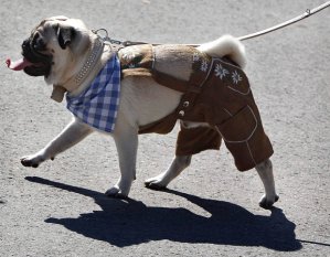 lederhosen dog