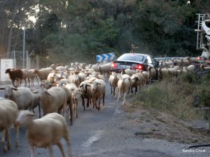 goats-and-car