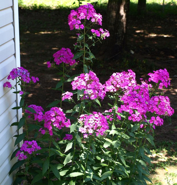 Phlox