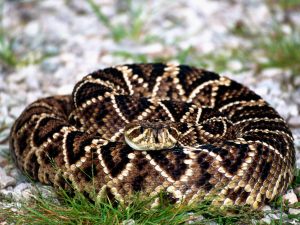 Diamondback snake