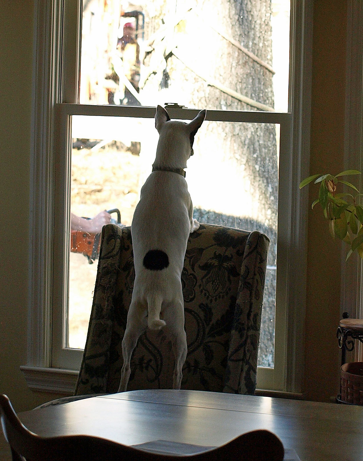 cheif-doggy-inspector